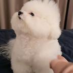 芝晗头像