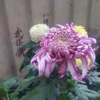 夕餐秋菊之落英头像