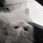 朔离，我老婆头像