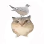 yd头像