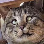 翻垃圾桶的猫头像