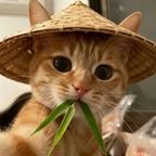 秋刀鱼头像