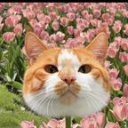猫猫头像