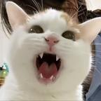 狐狸yiba头像