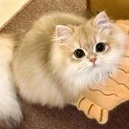 屿风头像