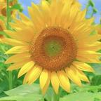 重生影帝何半夏头像
