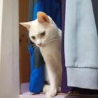 我家有只🐱头像