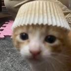 。头像