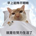 小猫创地球头像