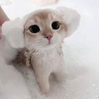 蓝心💙头像