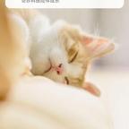 我家的琥珀头像