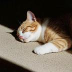 猫小七头像