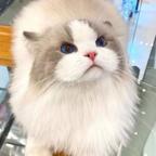 我是小猫猫头像