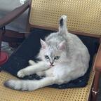 科兴3针头像