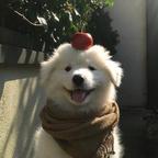 番茄酱酱头像