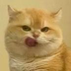 打不中躲不掉哦头像