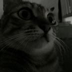 如果我是一只小猫头像