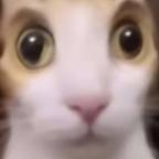 咕咕嘎嘎头像