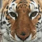 爱喷白吃头像