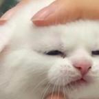 大馋丫头头像