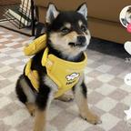 小狗头像