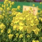 陌上花开头像