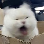 春风头像