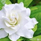雪魄冰花🧊头像