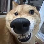 如影随形头像