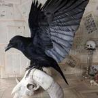 探究头像