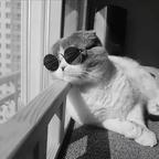 凌晨一点的猫头像