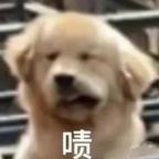往来无九漏鱼头像