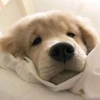 一只小小白鸭头像