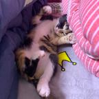 青蛙先生头像