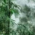 折竹头像