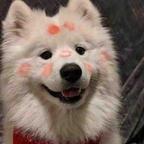 Bonheur头像
