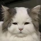 喜欢眼树莲的帕克头像