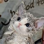 全职铲屎官头像