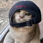 野猫夜亿皓头像