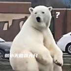 弱小且大只头像