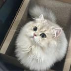 蛋挞头像