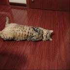 男频1号头像
