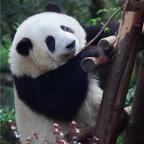憨厚可爱的沐绾晴头像