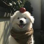 何家树头像