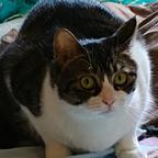 美猫美剧场头像