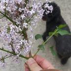 陌上花开头像