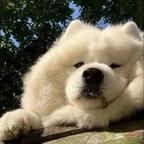 开心瑶瑶乐鸭头像
