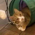 美猪猪头像