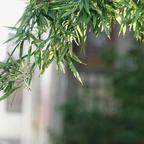 豪门秘事的傅廷修头像