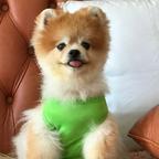 用户小布头头像
